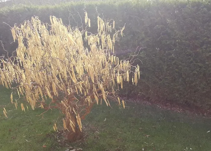 Bed and breakfast Il Farfasole