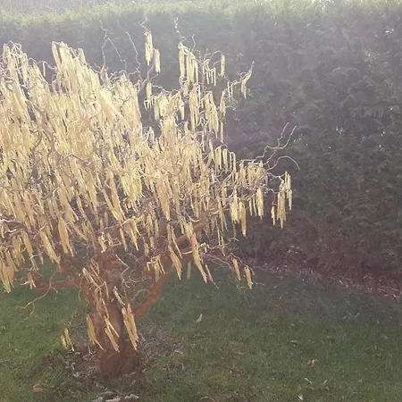 לינה וארוחת בוקר Il Farfasole